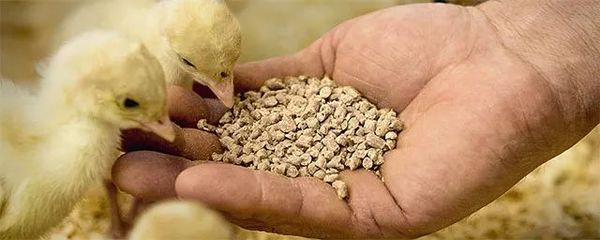 智能防霉劑 開啟飼料安全存儲(chǔ)新篇章